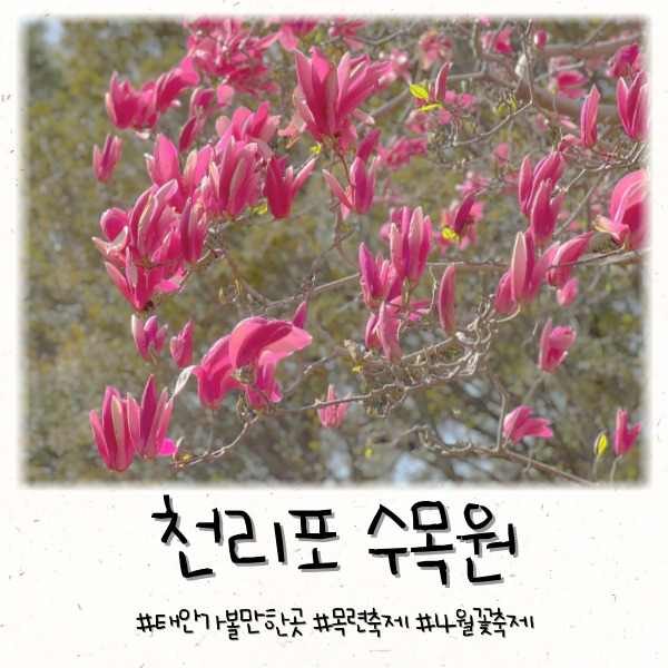  태안 천리포수목원 목련축제 기본정보 개화시기 총정리