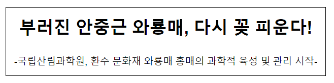 부러진 안중근 와룡매, 다시 꽃 피운다!