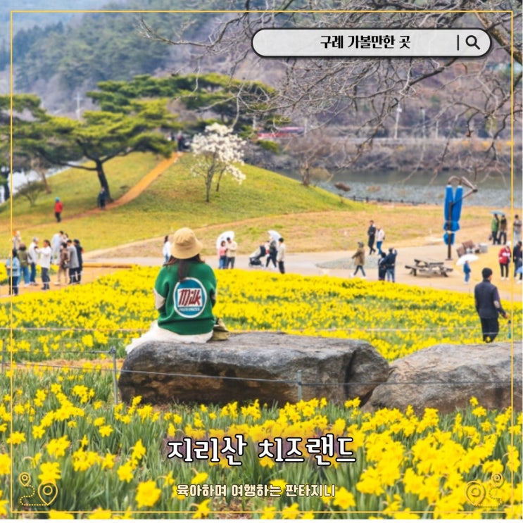  구례 아이와 가볼만한곳 양먹이체험 가능한 지리산 치즈랜드 후기 (수선화 개화, 입장료, 애견동반 가능여부)