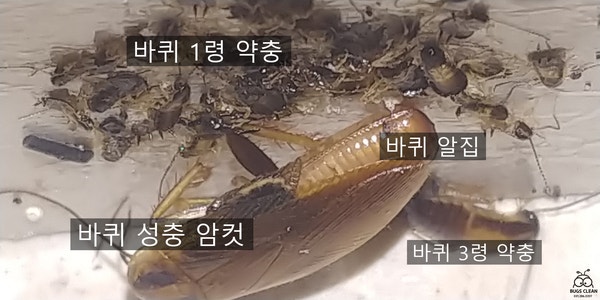 밤마다 보이는 바퀴벌레없애는법 알 새끼 퇴치를 위해 중요한 것은?