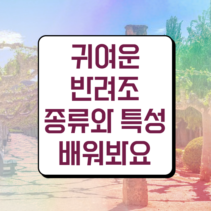 코뉴어 앵무새 분양 반려조관리사 빠른 취득방법 코뉴어 앵무새 분양 반려조관리사 빠른 취득방법