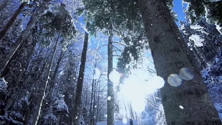  산림산업기사 기간  산림산업기사 취업  정보 제공