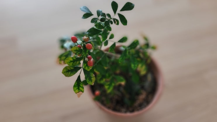  오렌지 자스민 키우기-꽃, 열매, 씨앗파종과 발아, 물주기, 햇빛