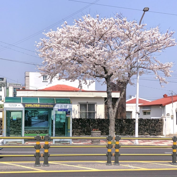  [제주살이] 제주 밥집 맛집 추천 솔직후기 내돈내산