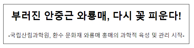 부러진 안중근 와룡매, 다시 꽃 피운다! 부러진 안중근 와룡매, 다시 꽃 피운다!