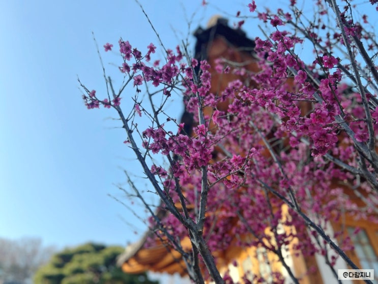  서울 매화 명소 실시간 봉은사 홍매화 위치 주차 3월 꽃구경 가볼만한곳