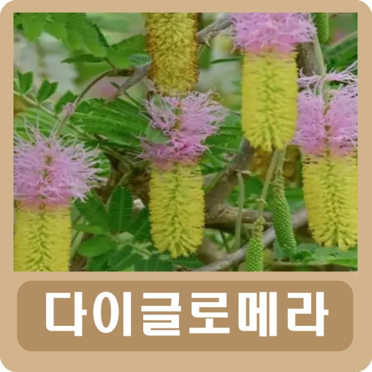  다이글로메라 추출물 효능 부작용 가격 다이어트 복용법