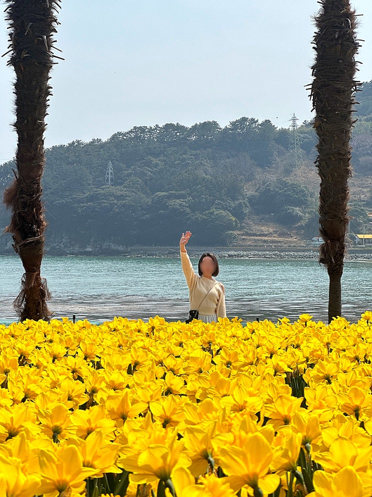  거제 3월달 가볼만한곳 수선화 보기 좋은 공곶이, 주차, 개화 상황