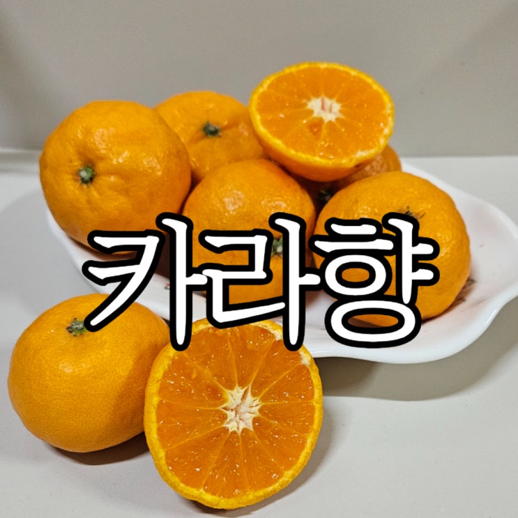  제주 4월 제철 과일 '카라향' 맛있게 먹는 법 (+오르조팜)