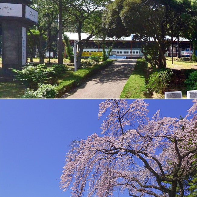  제주 삼무공원 산책하기 좋은 수양벚꽃 명소