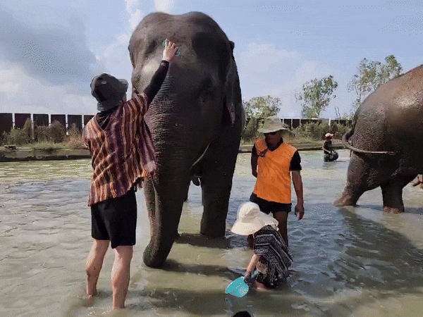  태국 파타야 :: 엘리펀트 정글 생츄어리 (Elephant Jungle Sanctuary), 코끼리 정글 보호센터, 아이와 함께, 내돈내산