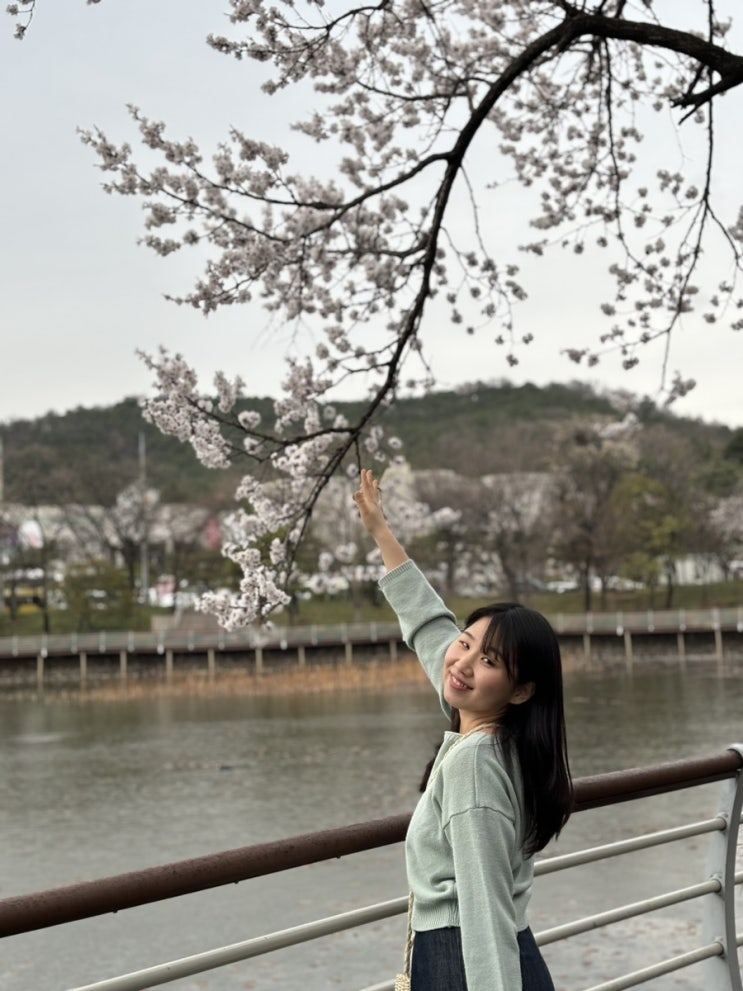  [데이트] 대구 두류공원 벚꽃개화 실시간 상태 (03.24)