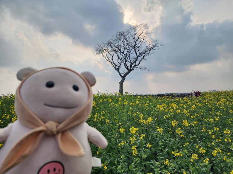  제주 유채꽃 명소 가시리마을, 녹산로, 성산일출봉 유, 산방산, jw메리어트제주, 제주신화월드 유채꽃밭