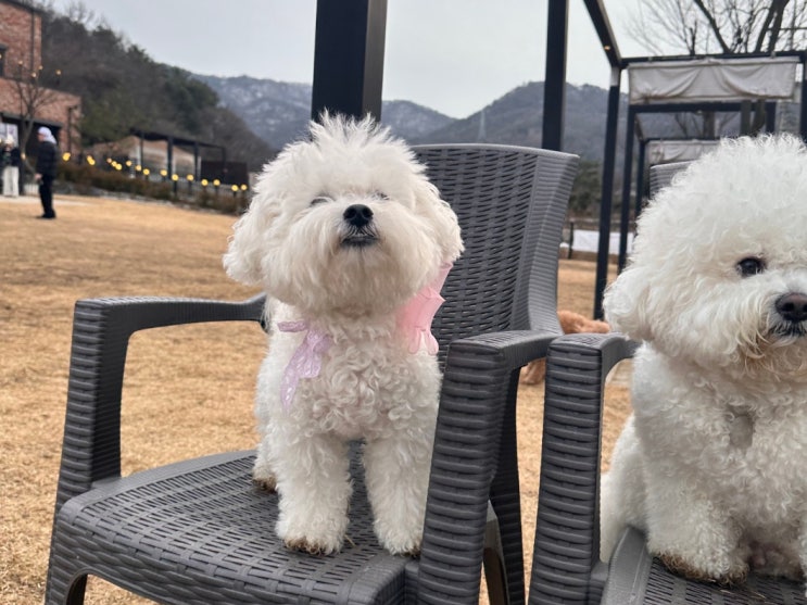  비숑프리제 유기견 송편이 입양 홍보 가족을 찾아요.