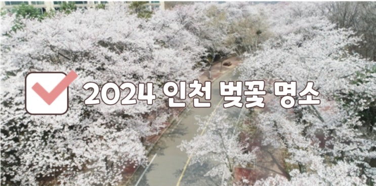  2024 인천 벚꽃 명소 BEST 4와 관람포인트, 개화시기
