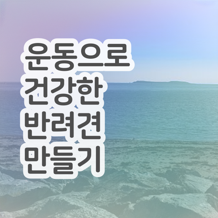  반려견운동지도사 특강  반려견운동지도사 자격증 취득  필수 정보 쏙쏙