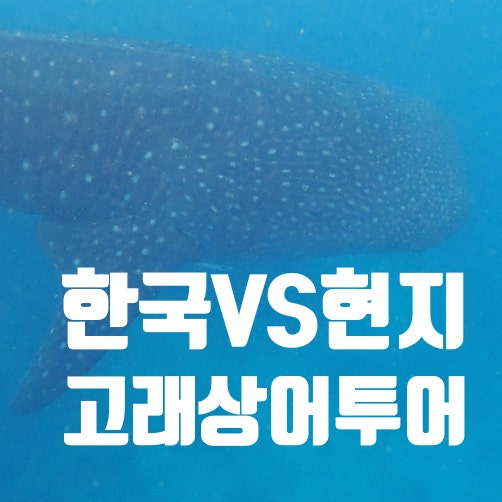  [2024 필리핀 2주 여행] <4탄> 보홀 고래상어 투어 총정리! (ft. 현지투어 VS 한국투어) (ft.릴라(Lilla)VS알버(Albur)포인트) (2023~24 솔직후기)