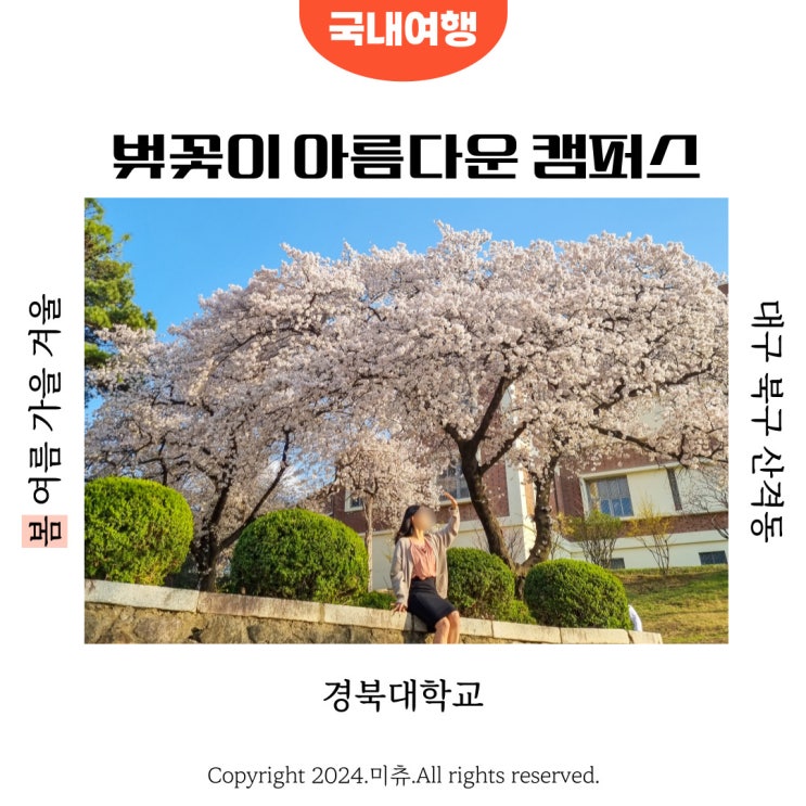  대구 북구 벚꽃명소 경북대학교 벚꽃 폈DAY 행사