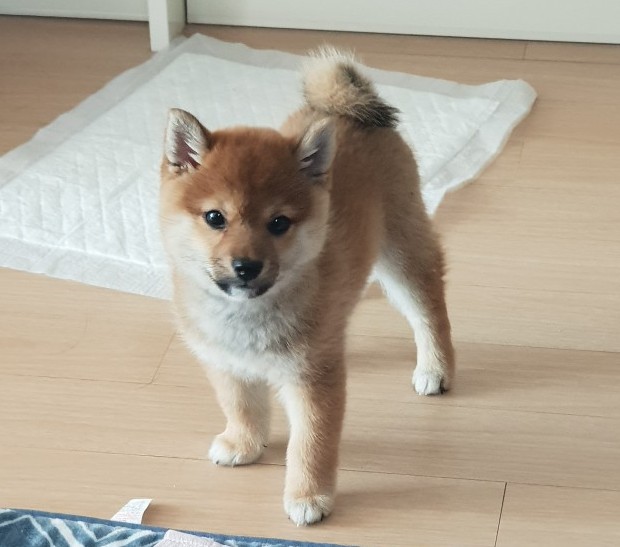  반려동물 필수영양제 유산균  오메가 종합영양제