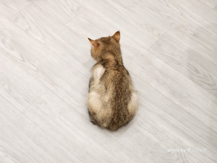 고양이 식빵자세 이유 식빵굽는 고양이 행동 의미