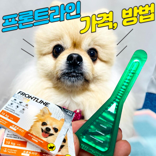  강아지 진드기 퇴치제, 프론트라인 플러스 가격, 7년 넘게 직접 사서 바르는 이유? 저렴하니까!(파는 곳, 영수증 공개)