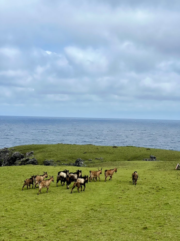  대만 타이동 녹도 綠島 뤼다오 스노쿨링 1박2일 다녀오기