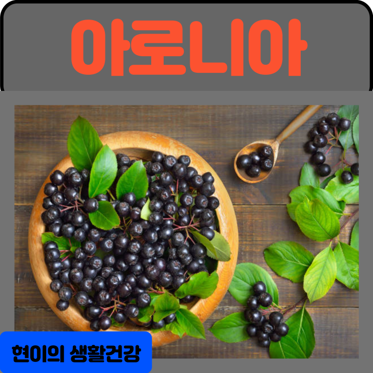  아로니아의 효능 부작용 섭취방법 칼로리