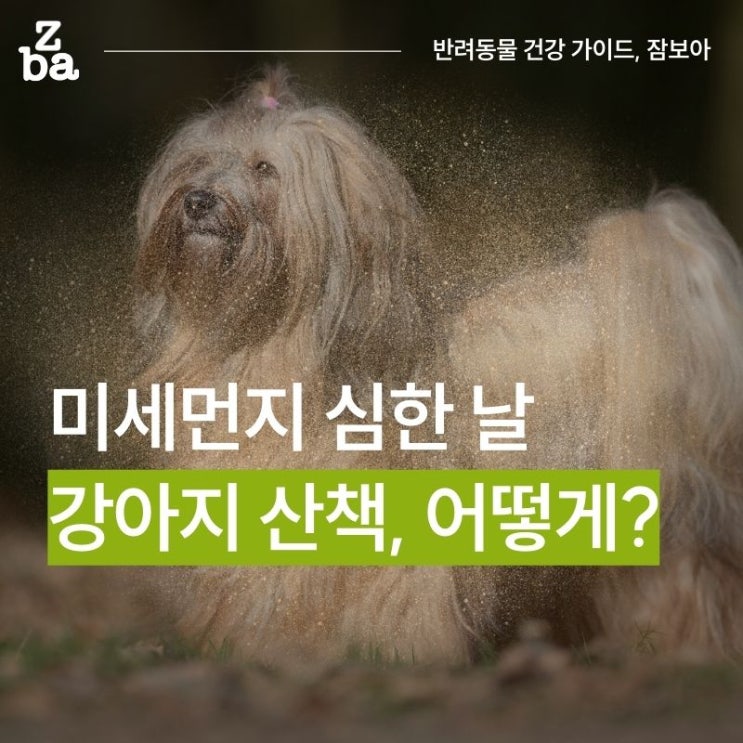  미세먼지 심한 날 강아지 산책해야 할까?