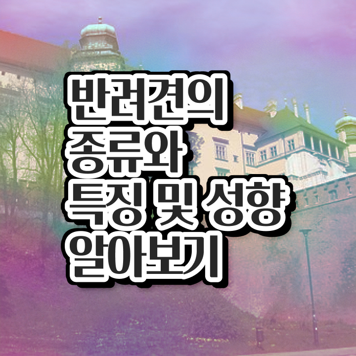  1급반려동물관리사전문학교추천  반려동물관리사 준비 방법  콕콕 짚어드립니다