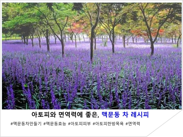  아토피와 면역력에 좋은, 맥문동차 레시피