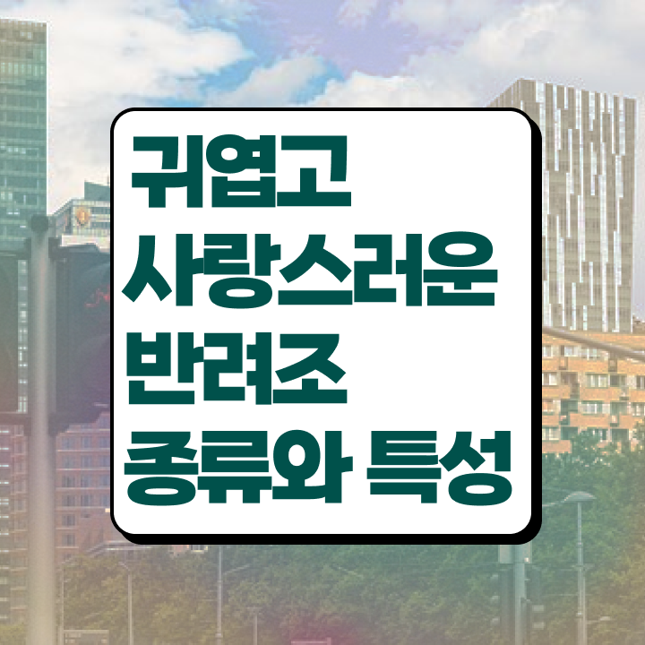  모란앵무사랑앵무  반려조관리사 자격증 도전기  정리해봤어요