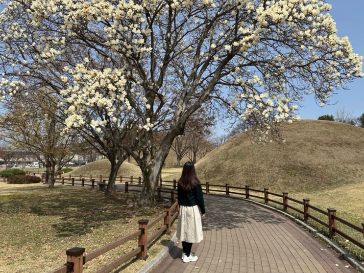 경주 대릉원 목련 포토존 돌담길 벚꽃 실시간 경주 대릉원 목련 포토존 돌담길 벚꽃 실시간