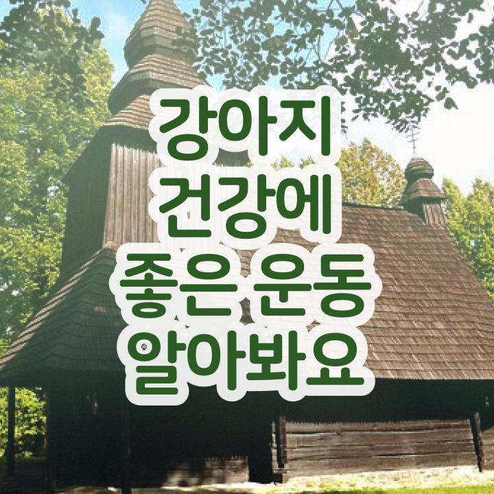  반려견운동지도사 무료  반려견운동지도사 단기취득  여기부터 보고가세요