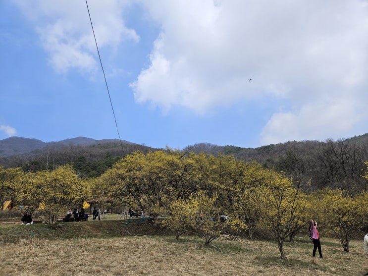  이천나들이 산수유 꽃 축제 (산수유 개화 현황)
