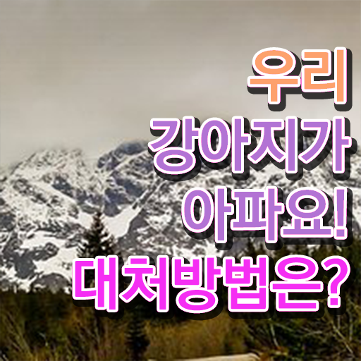  반려동물학과   전문대 반려동물학과  반려동물관리사 자격증 도전기  이건 꼭 봐야해요