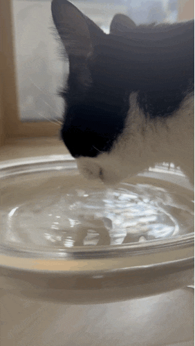고양이 물그릇 찾고 있다면, 냥쌤  투명수반으로 음수량 걱정 해결