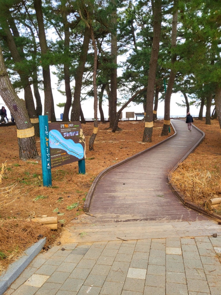  주말 나들이, 궁평 해송군락지 가볼까