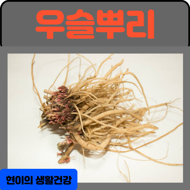  우슬뿌리 효능 부작용 복용법 우슬즙 우슬차