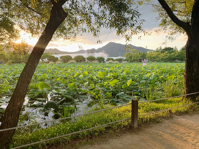  경기도 양평 세미원 연꽃 추억여행 떠나요