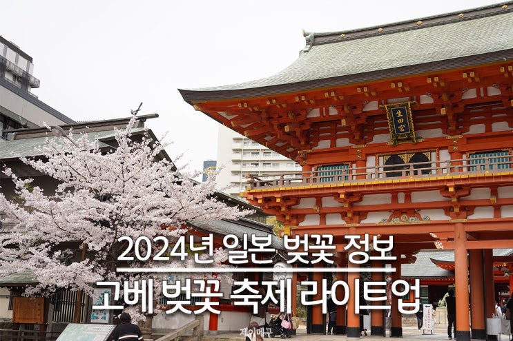  2024년 일본 고베 벚꽃 개화시기, 벚꽃 축제 라이트업 일정