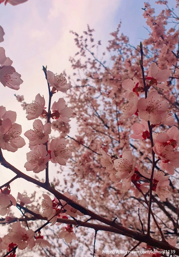 서울 서초구 벚꽃명소 도구머리공원 실시간 개화 벚꽃구경