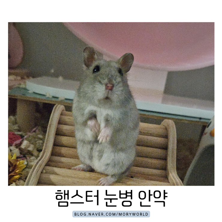 햄스터 눈병 안약 병원 방문 후기