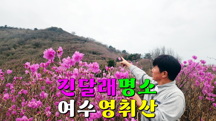 전라도 진달래꽃 명소 여수 영취산 등산코스·주차장 (영취산 진달래축제 현재 개화상태·만개시기) 전라도 진달래꽃 명소 여수 영취산 등산코스·주차장 (영취산 진달래축제 현재 개화상태·만개시기)