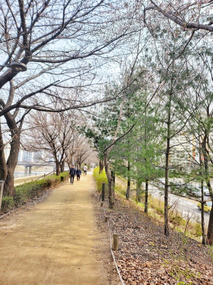  서울 벚꽃명소 안양천 벚꽃 개화시기 현황 (2024.03.27 기준) 주차 데이트코스 추천
