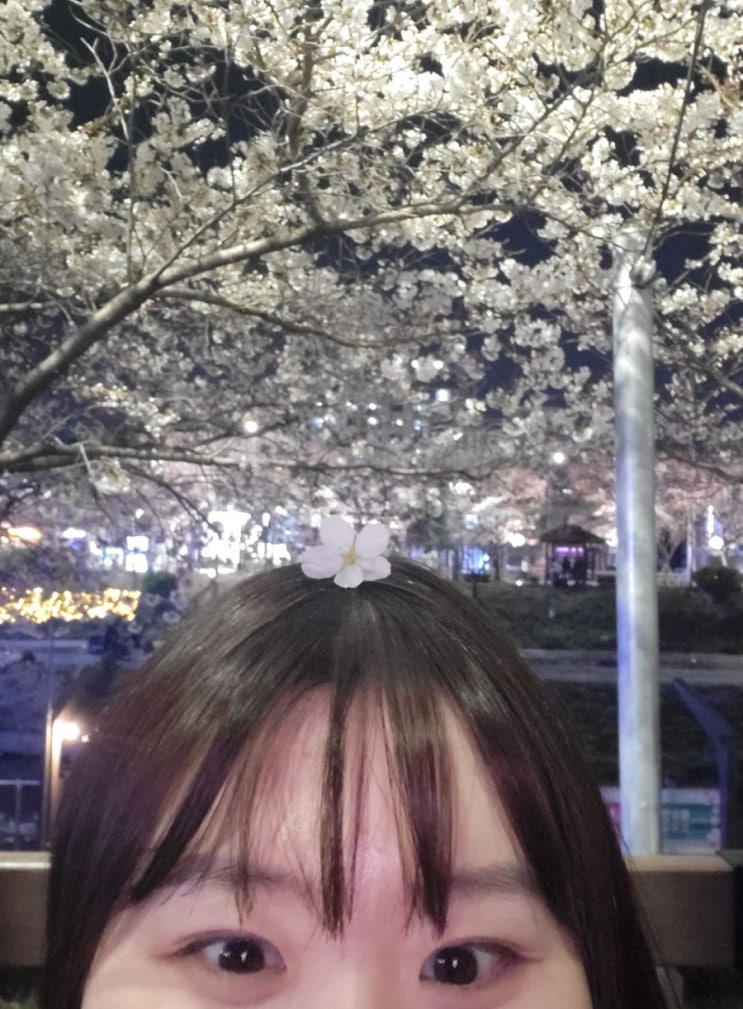  24.03.27 시점 서울 벚꽃 개화 현황_ 24년 서울 벚꽃 개화시점과 추천명소