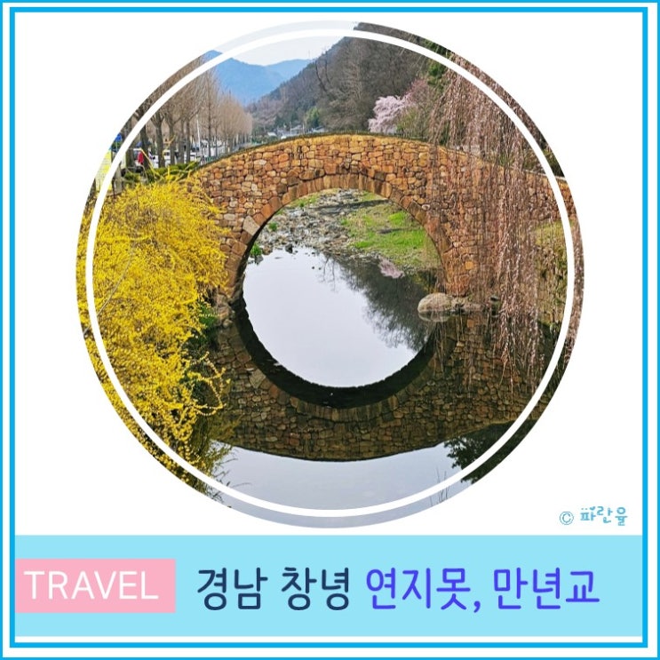  대구 근교 가볼 만한 곳 경남 창녕 연지못 수양 벚꽃 명소 실시간 개화상태 영산 만년교 4월 봄꽃 여행