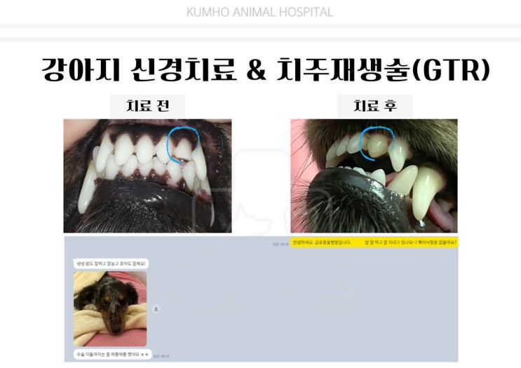  광주 강아지 치과 - 6살 강아지의 치아파절로 인한 신경치료와 치주재생술(GTR) Case [광주 치과 동물병원, 금호동 동물병원, 강아지 신경치료, 강아지 레진,]