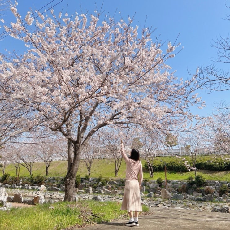 부산 영도 숨은 벚꽃 명소 추천 동삼해수천 산책코스 실시간 벚꽃 개화모습 포토존