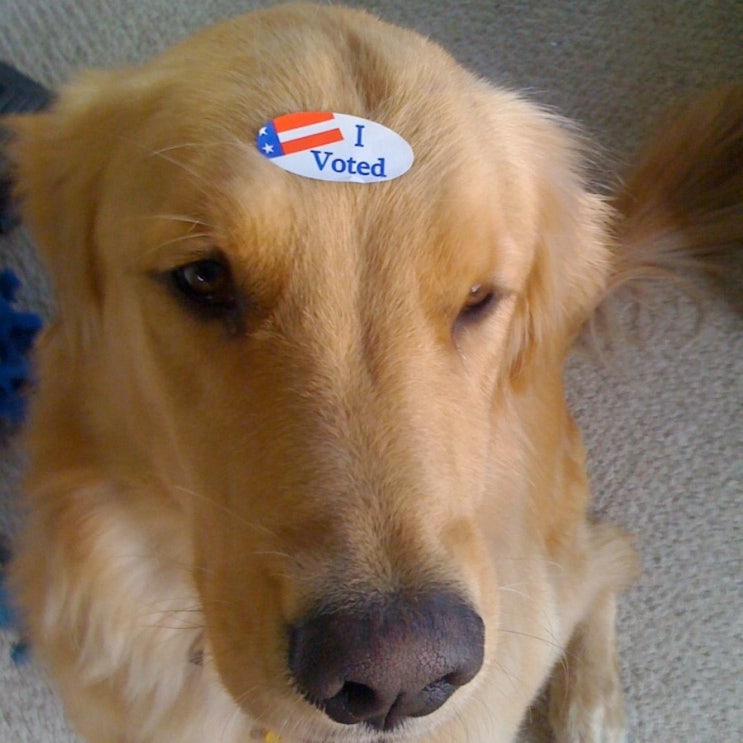 [ I VOTE, 투표 인증 스티커, Voter Sticker] 선거일, 투표율 높히는 방법.