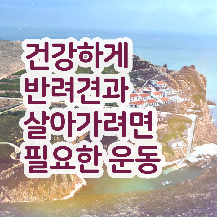  반려견운동지도사 특강  반려견운동지도사 온라인으로 독학하는 방법  강력 추천